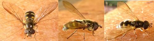 Melangyna sp.